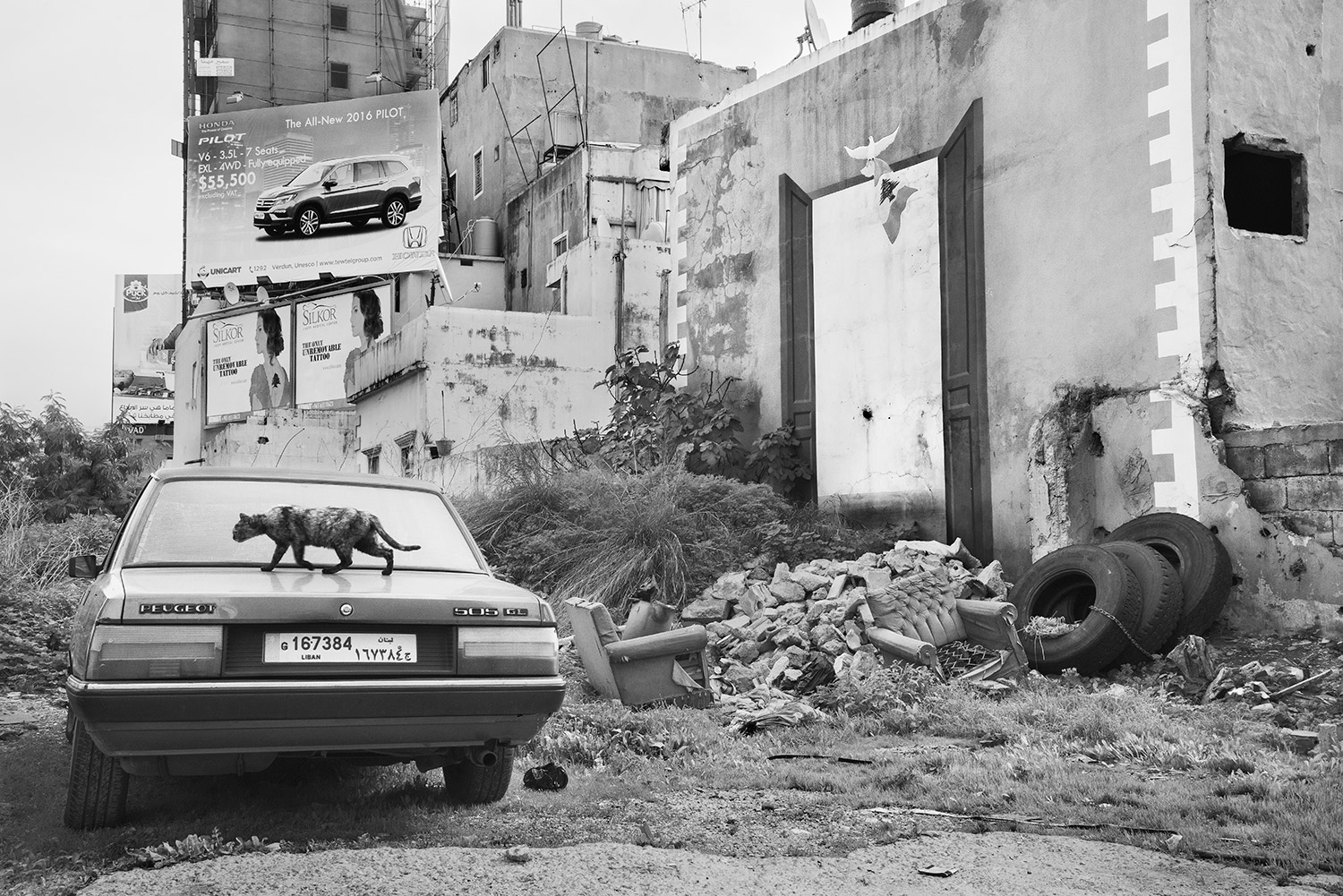 Manal Abu-Shaheen<br>Untitled (Cat). Beirut, Lebanon<br>2016<br>Archival fiber inkjet print mounted on aluminum<br>16 x 24 in