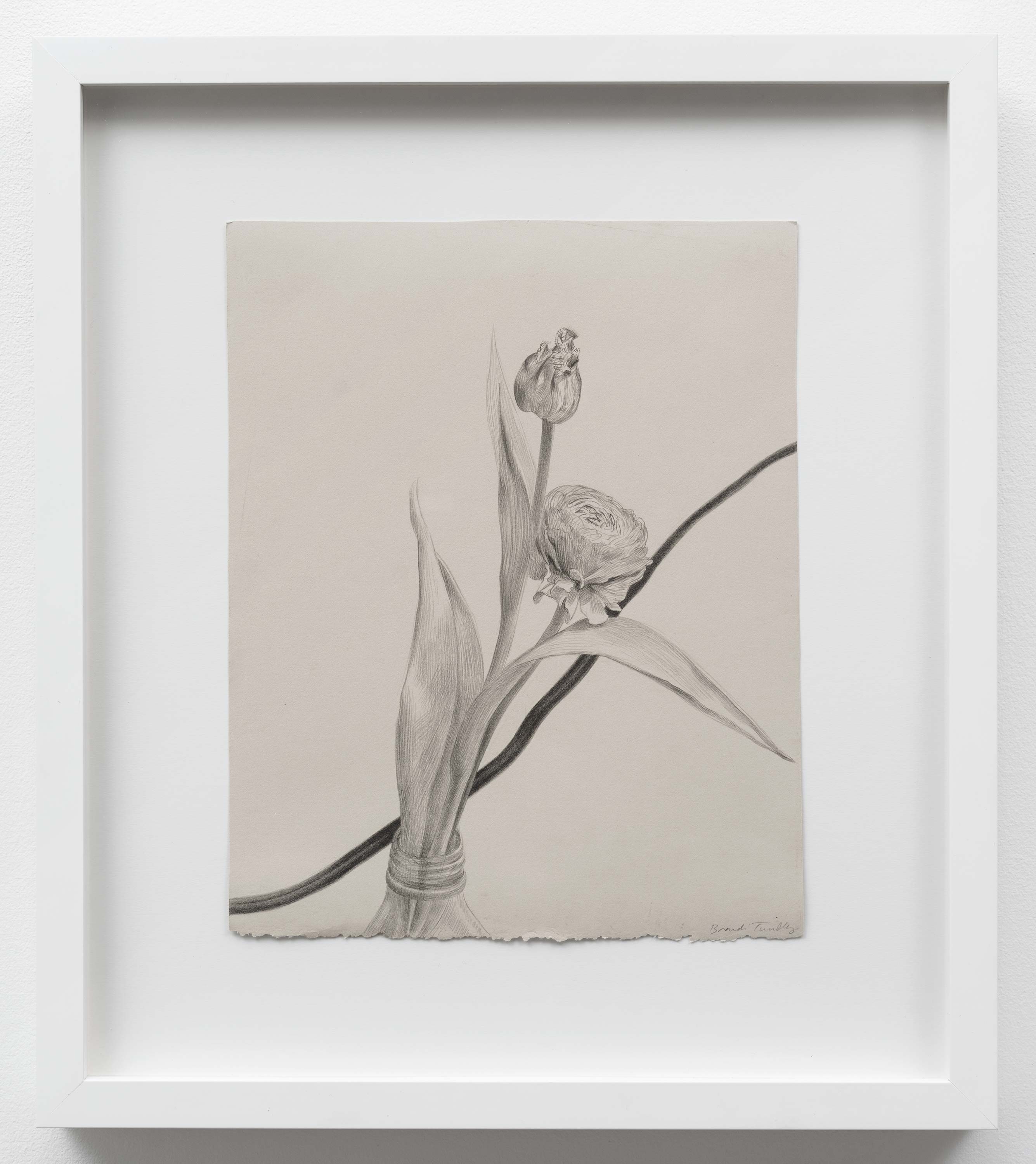 Brandi Twilley<br>Flowers with Cord I<br>2014<br>Graphite on gray paper<br>9 x 11.25 (23 x 26.5 cm)